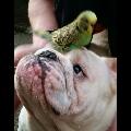 Axle with his wee pal Tiny